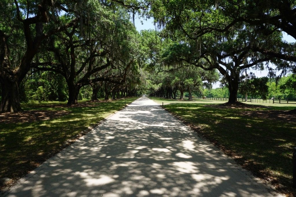 The Avenue of Oaks.