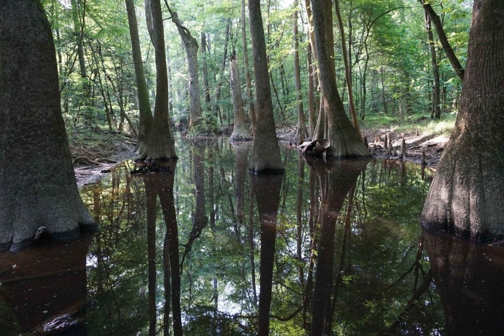 Congaree National Forest.