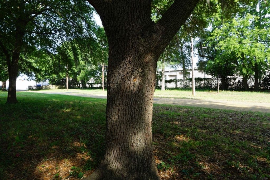 An oak tree. 