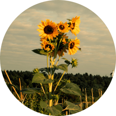 Bundle of sunflowers in a field