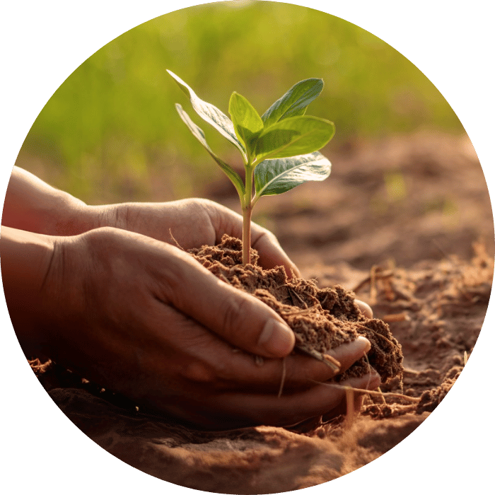 hand holding a plant in dirt