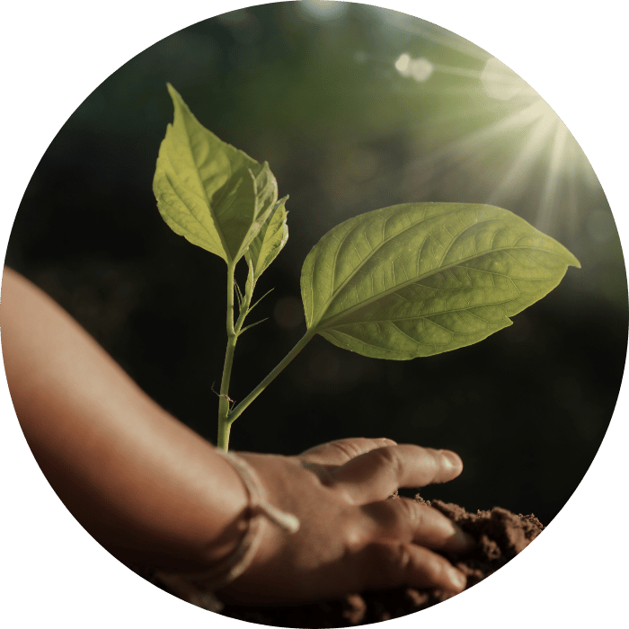 hands planting in soil